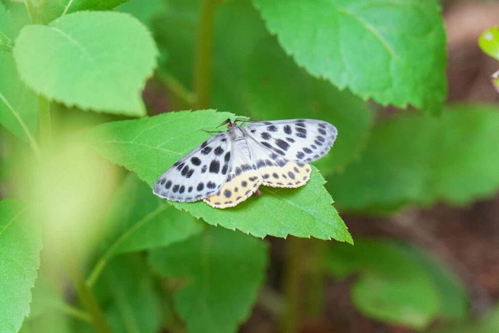 防虫コーティングの対象となる飛翔害虫
